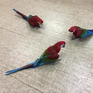 Green Wing Macaw