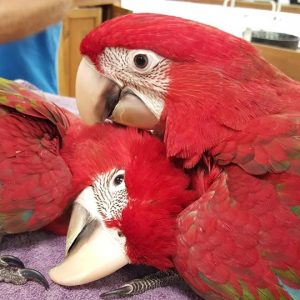 Green Wing Macaw