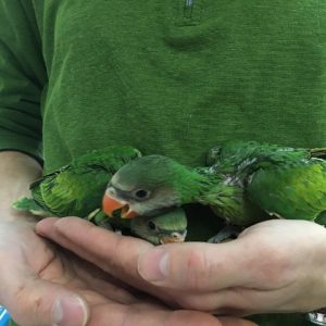 Moustache Parakeet