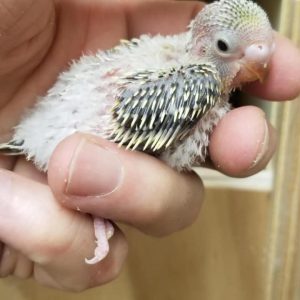 English Parakeet Baby