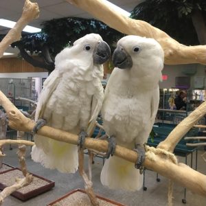 Umbrella Cockatoo