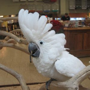 Umbrella Cockatoo
