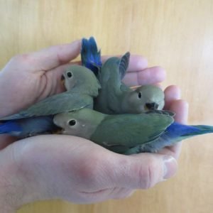 Lovebird