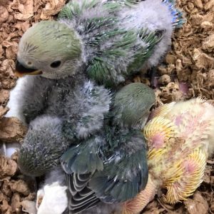 Lovebird