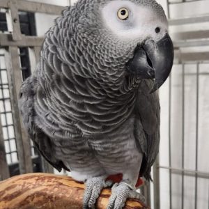 466-Congo-Greys-4