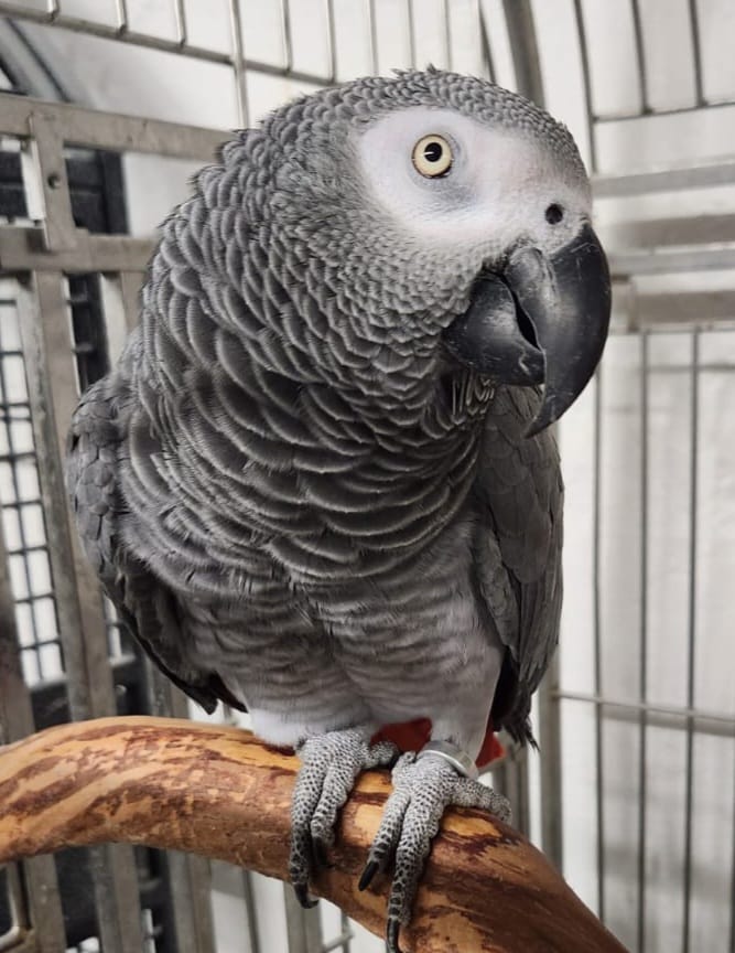 466-Congo-Greys-4