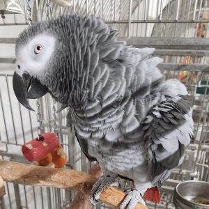 466-Congo-Greys-4