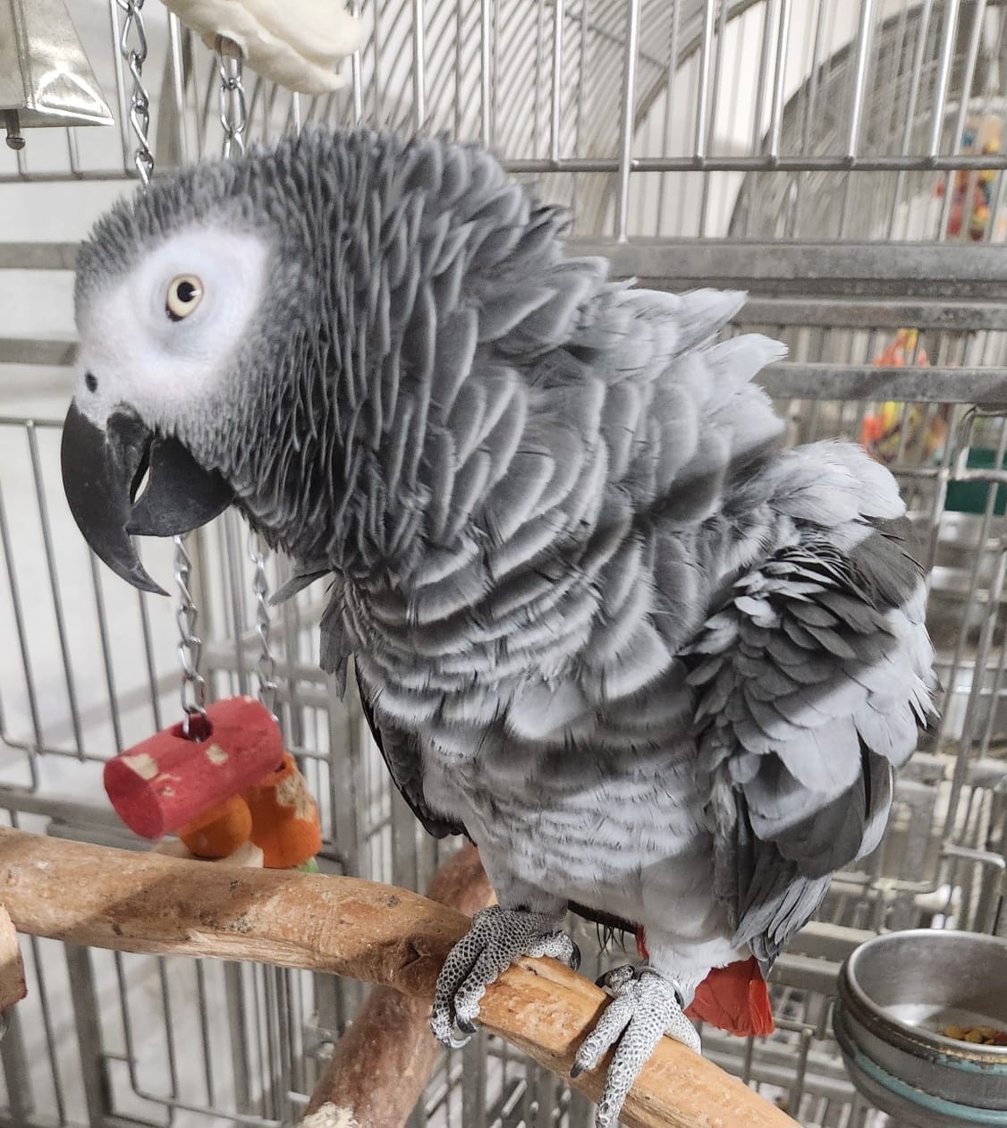 African Grey - Image 2