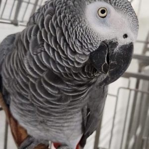 African Grey Parrot-2