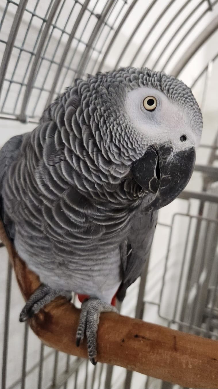 African Grey Parrot-2