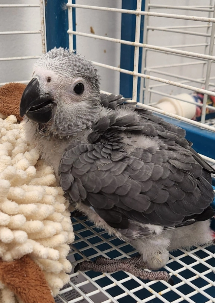African Grey Parrot Baby