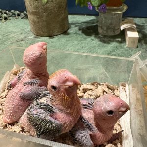 White Belly Caique