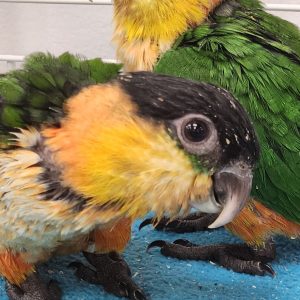 Black headed caique parrotco.com