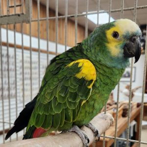 Blue Fronted Amazon