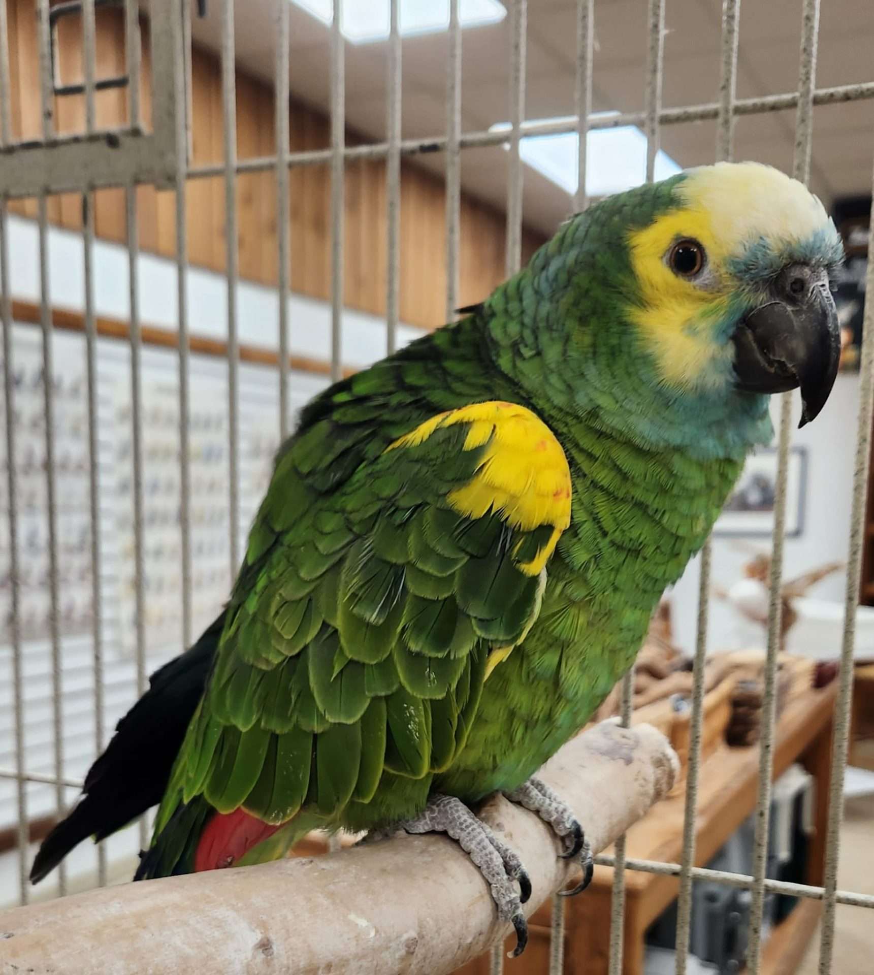 Blue Fronted Amazon