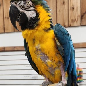 Blue and Gold Macaw