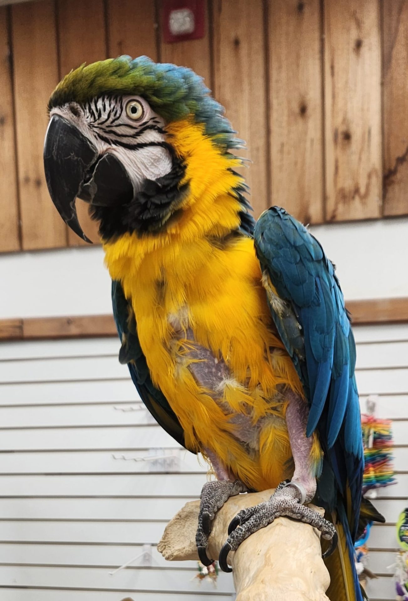 Blue and Gold Macaw