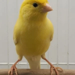 Canary - Yellow American Singer