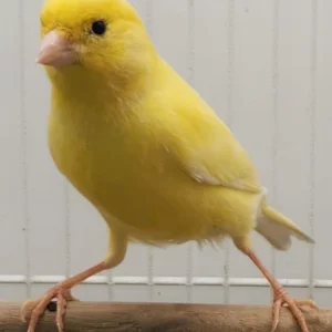 Canary - Yellow American Singer