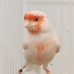 Canary Red Mosaic