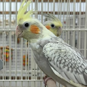Cockatiel Babies