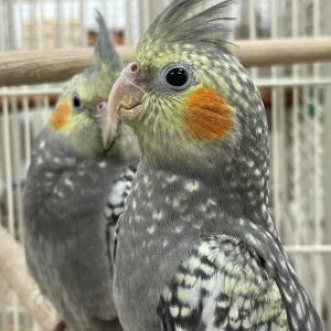 Cockatiel Parrot Breeder