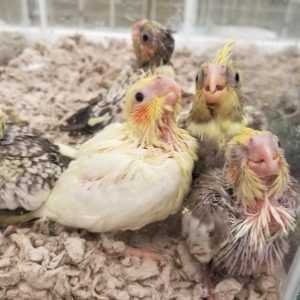 Cockatiel parrotco.com 1