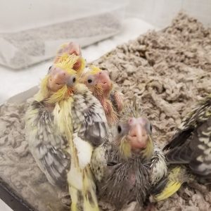 Cockatiel parrotco.com 2