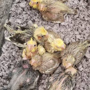 Cockatiel parrotco.com 3