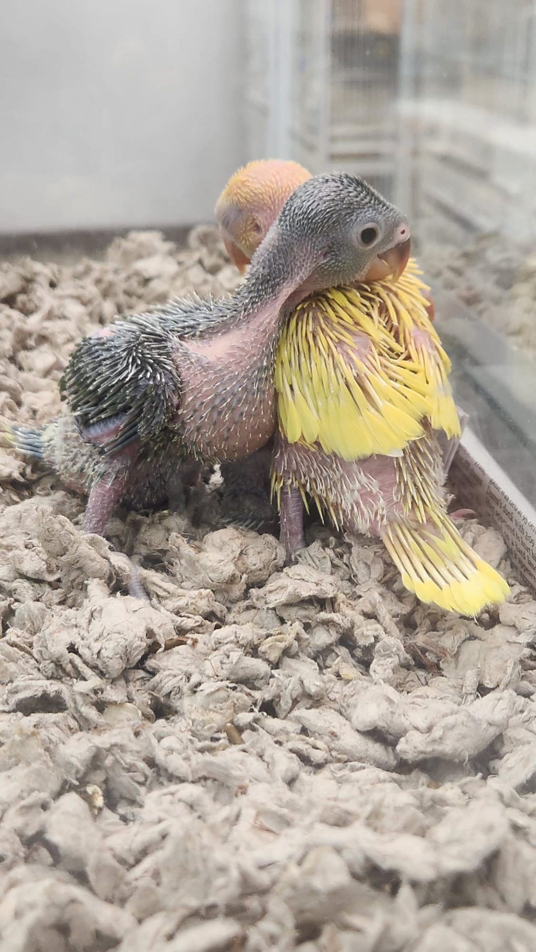 Color mutation indian ringneck parrots parrotco.com 25 0