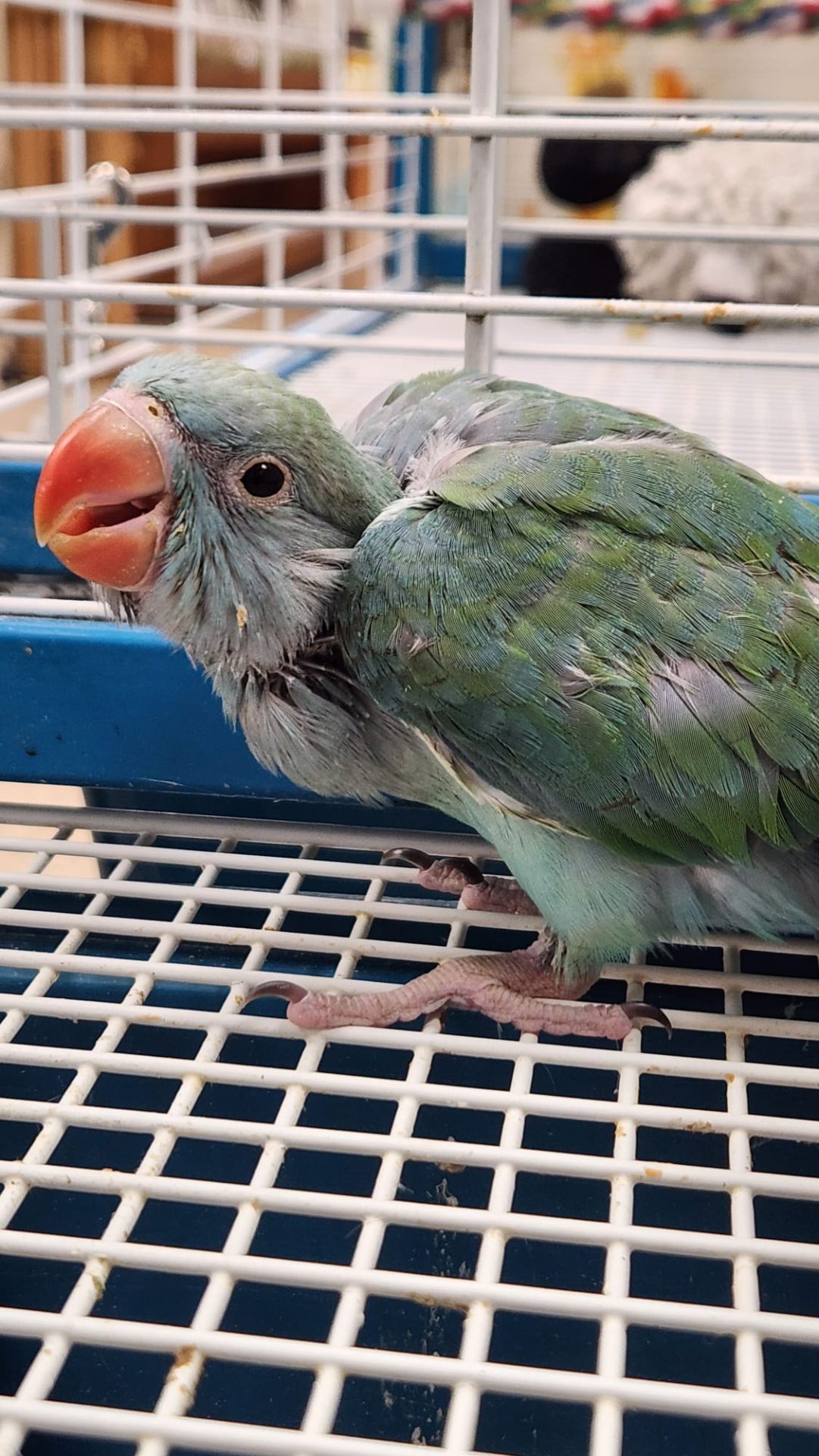 Color mutation indian ringneck parrots parrotco.com 25 3