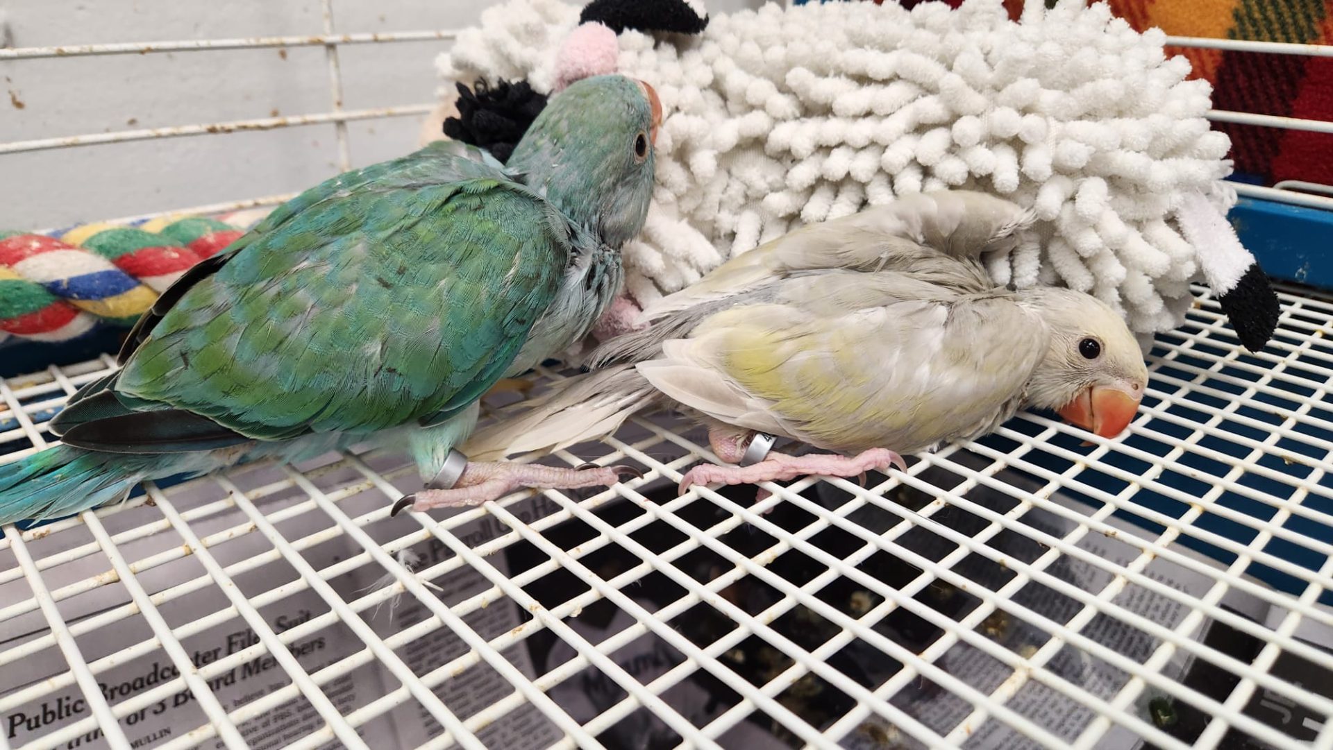 Color mutation indian ringneck parrots parrotco.com 25 4