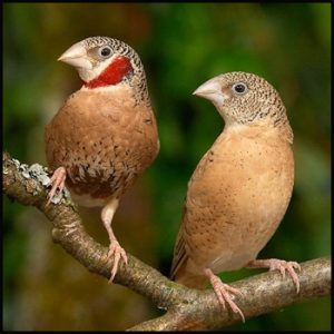 Cut-throat Finch