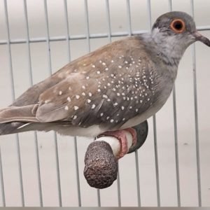 Diamond Dove