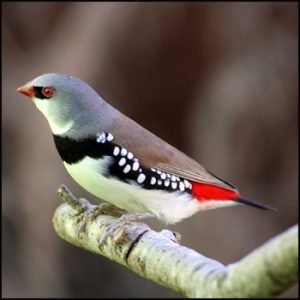 Diamond Sparrow