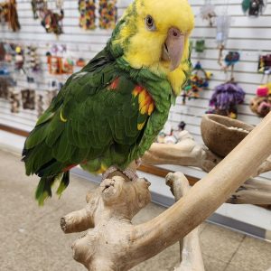 Double Yellow Headed Amazon
