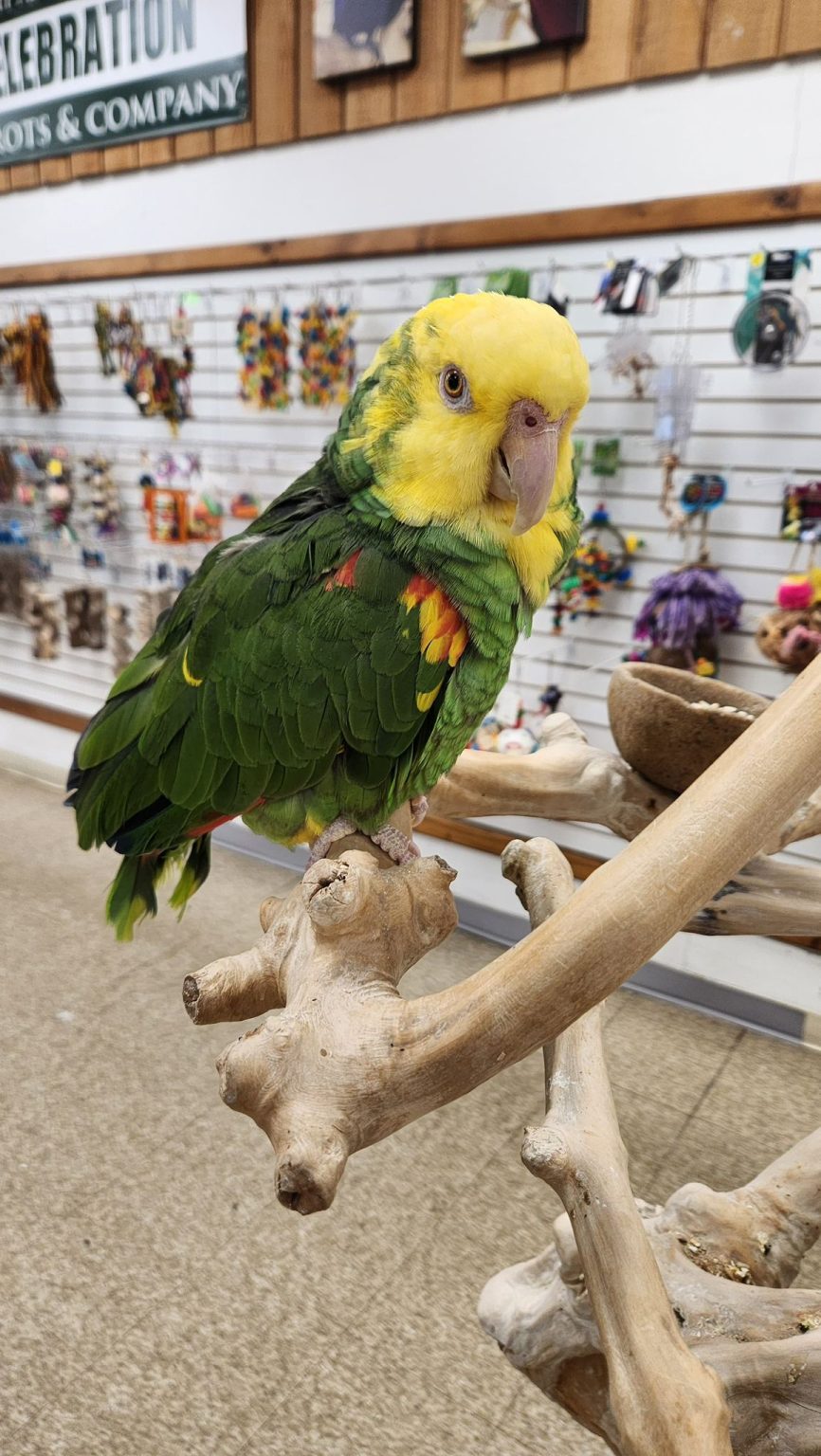Double Yellow Headed Amazon - Parrots & Company