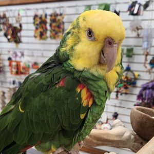 Double Yellow Headed Amazon