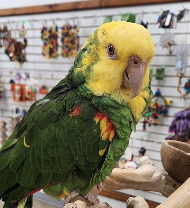 Double Yellow Headed Amazon
