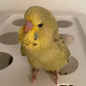 English Parakeet Baby