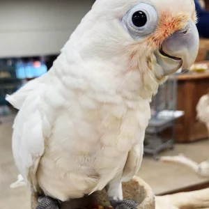 Goffin Cockatoo Baby