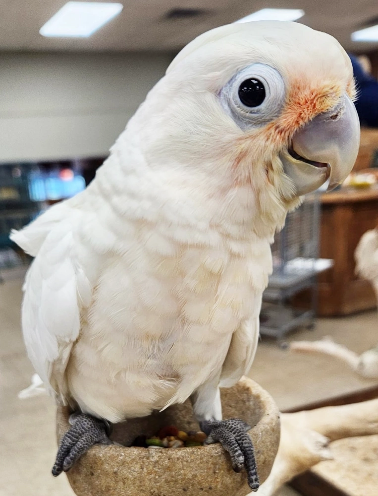 Goffin Cockatoo Baby