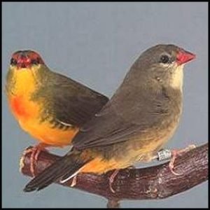 Gold-breasted Waxbill