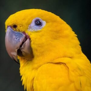 Golden Conure- Queen Of Bavaria Conure