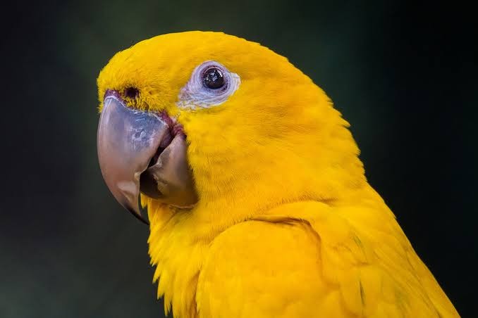 Golden Conure- Queen Of Bavaria Conure