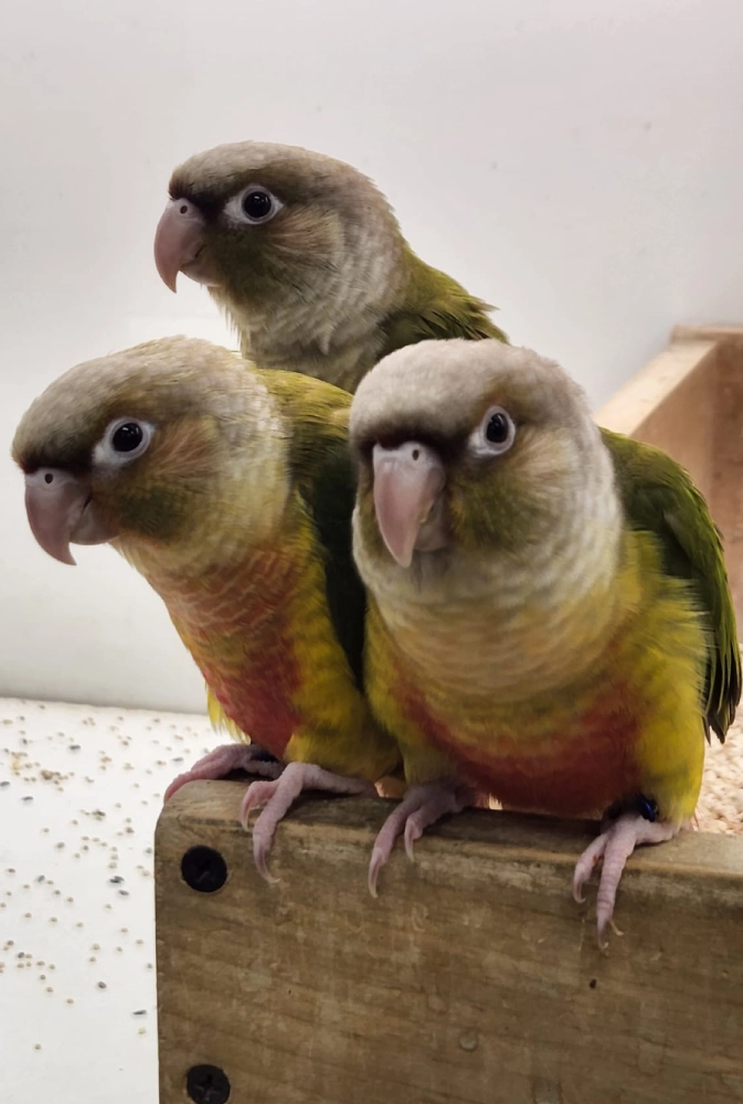 Green Cheek Conures