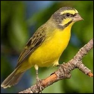 Green Singer Finch