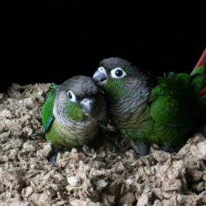 Green Cheek Conure