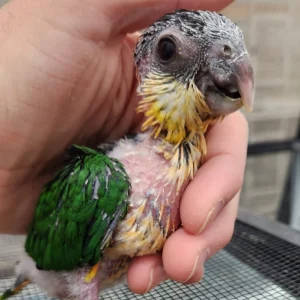 Black headed caique parrotco.com