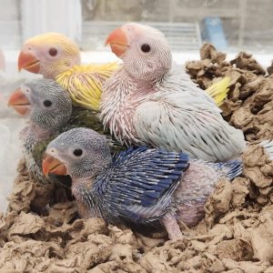 Indian ringnecks parrotco.com 25 0